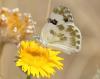Pontia daplidice